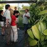 Visite de la plantation de vanille Roulof à la Réunion